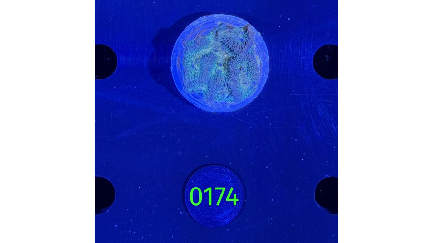 Playgyra sp. - Großpolypige Steinkoralle Deutsche Nachzucht 0174