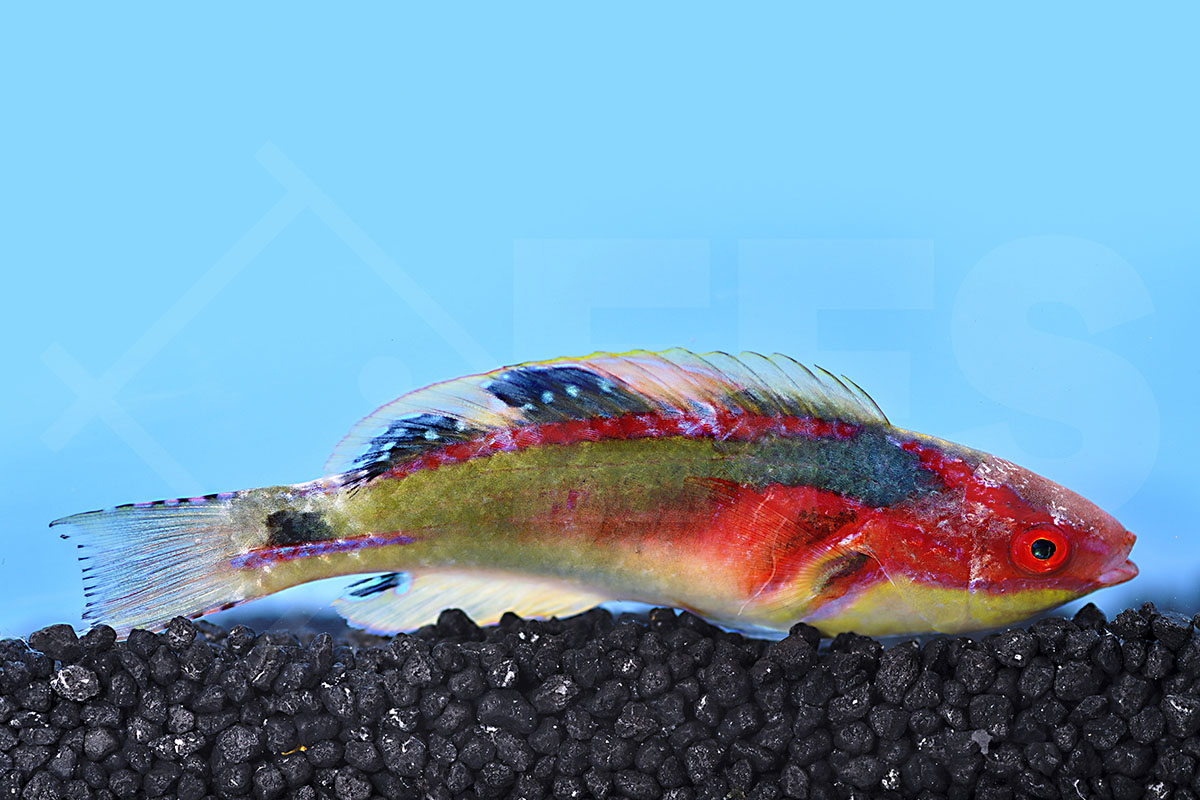 Cirrhilabrus exquisitus - Pracht-Zwerglippfisch