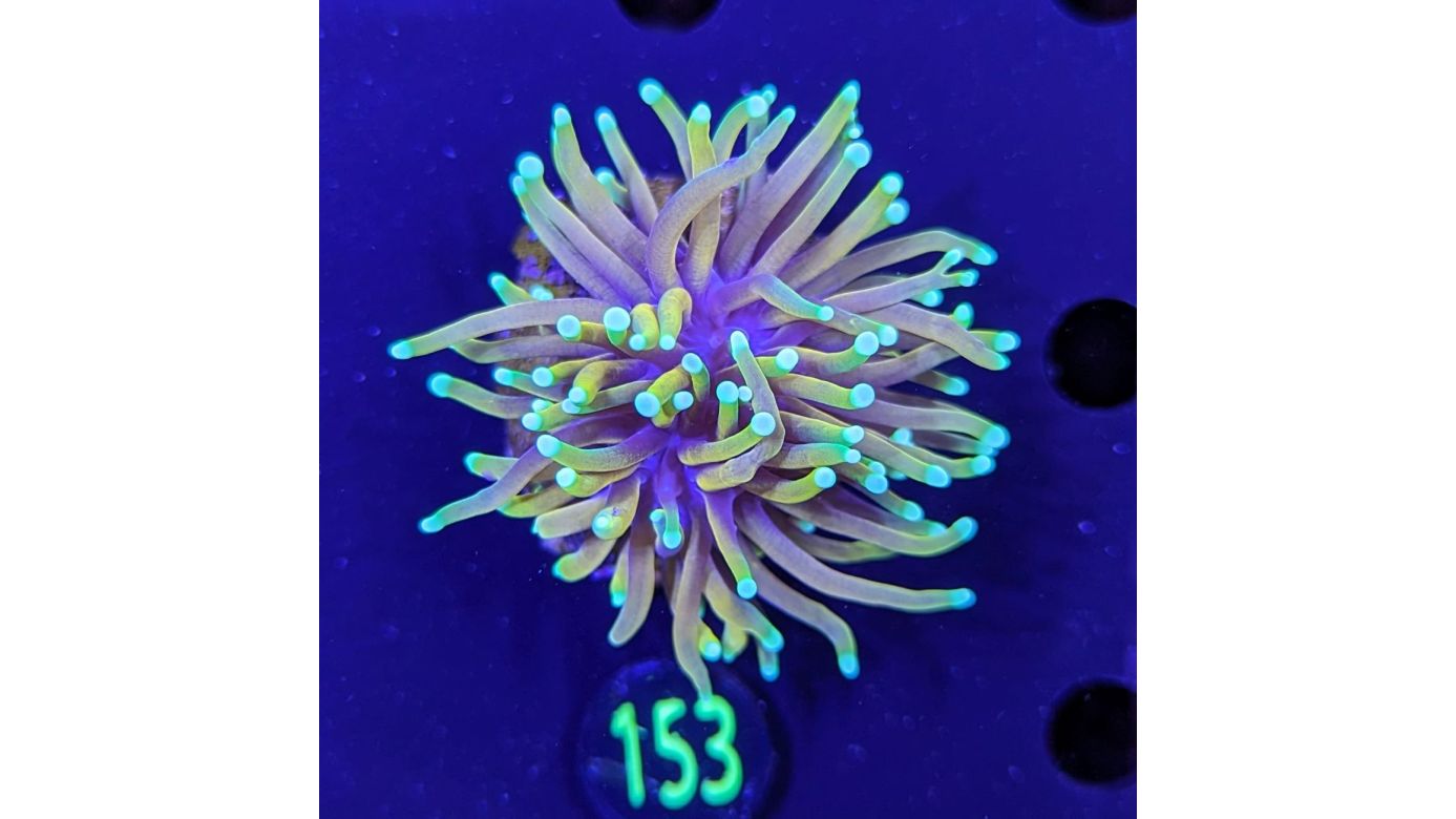 Euphyllia glabrescens - Fackelkoralle Gold-Hellfire Deutsche Nachzucht 0153