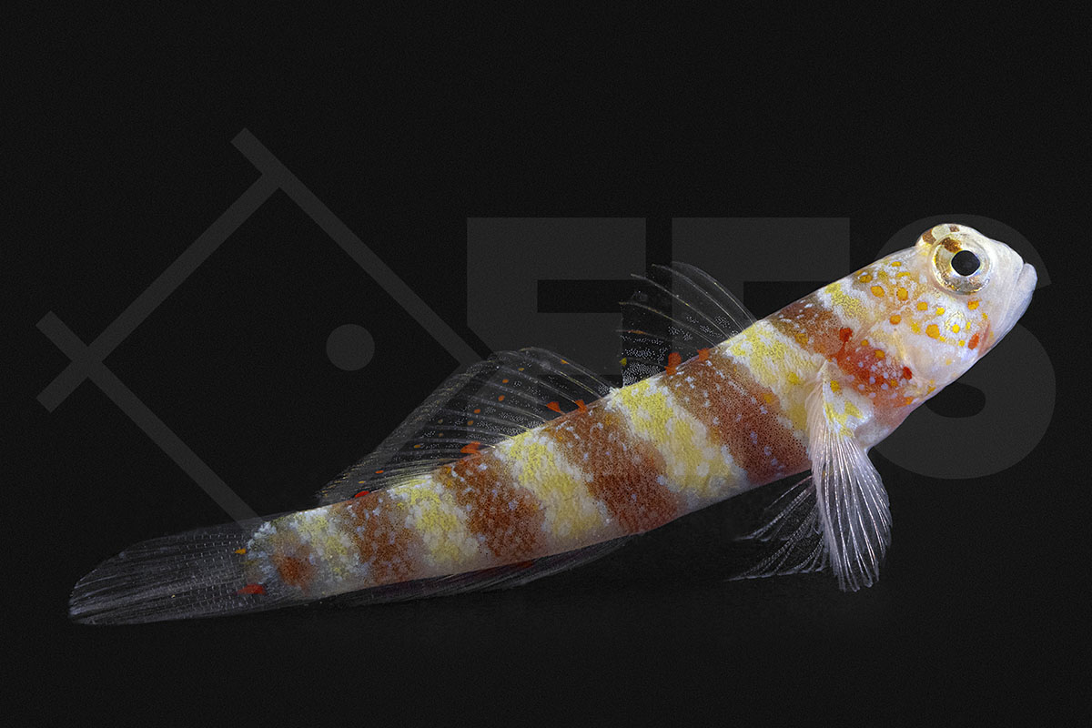 Amblyeleotris wheeleri - Wheelers Partnergrundel