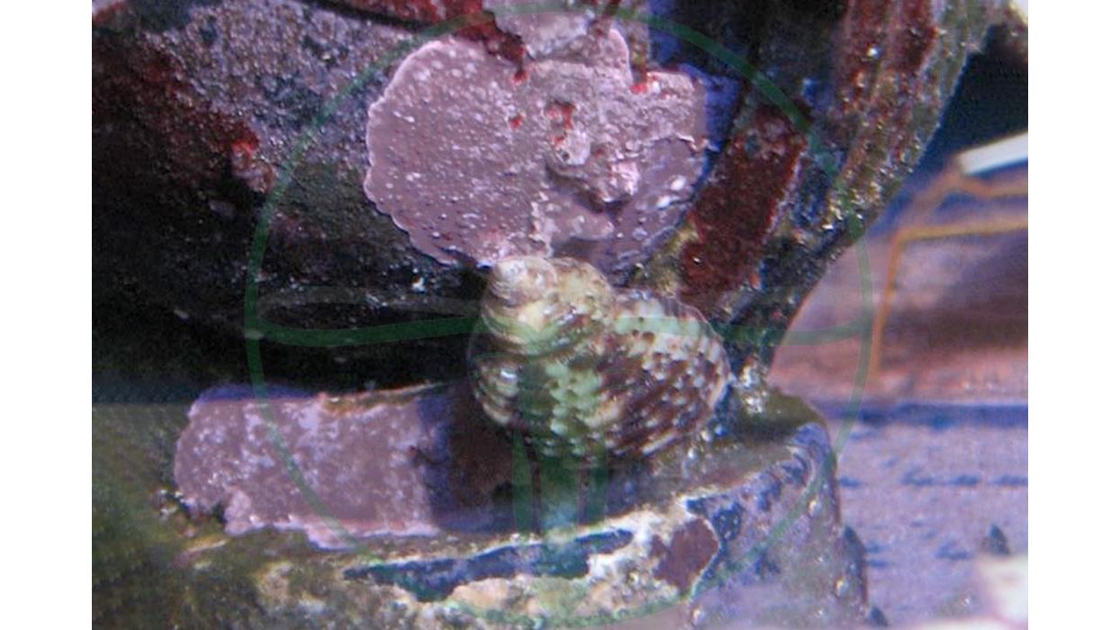 Turbo brunneus - Turbanschnecke