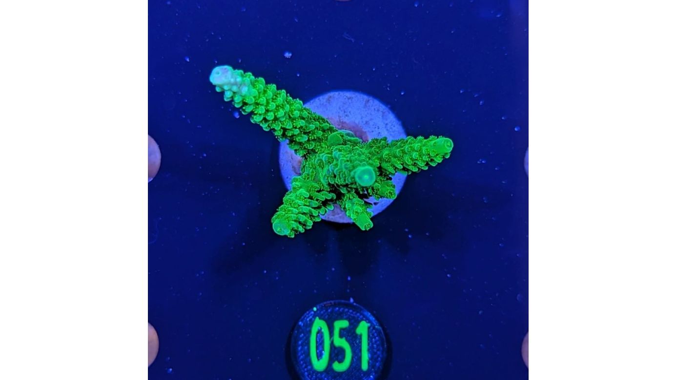Acropora tumida - Enzmann Acropora Neongrün Deutsche Nachzucht 0051