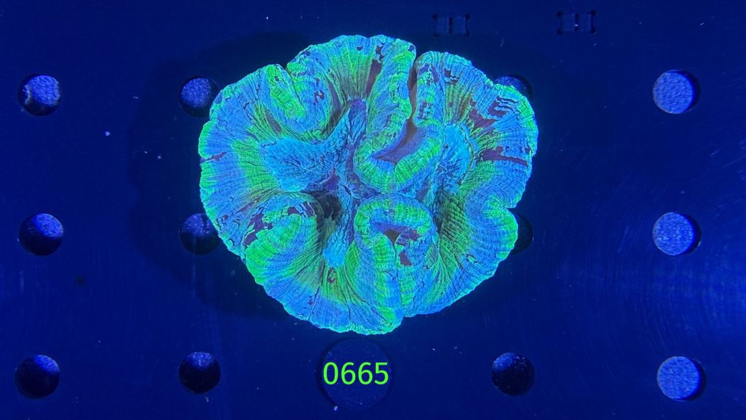 Trachyphyllia geoffroyi WYSIWYG 0665