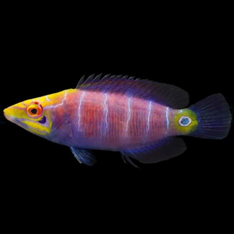 Pseudocheilinus ocellatus - Geringelter Zwerglippfisch