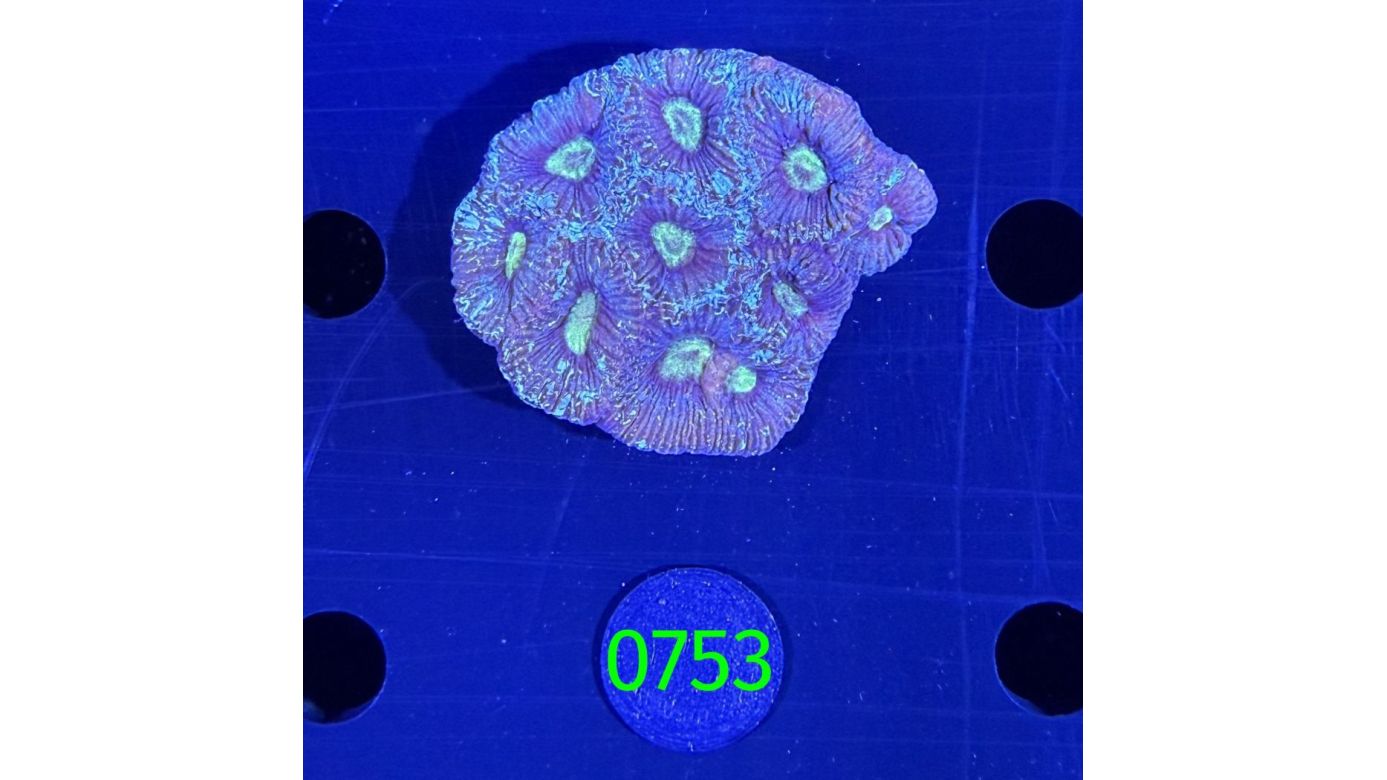 Goniastrea sp. WYSIWYG 0753