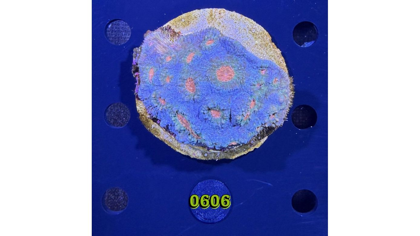 Echinophyllia/Chalice WYSIWYG 0606