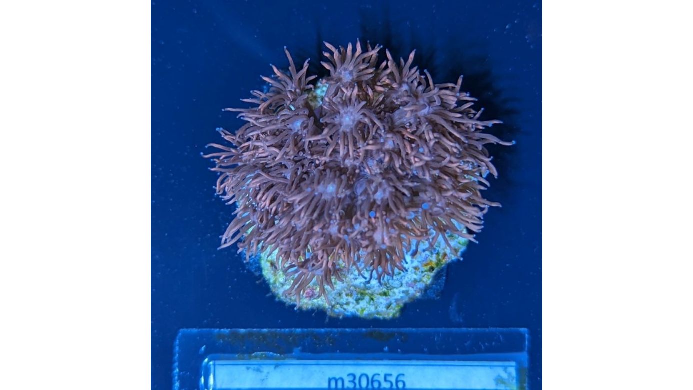 Goniopora sp. - Margeritenkoralle Dunkelrot Deutsche Nachzucht 0004