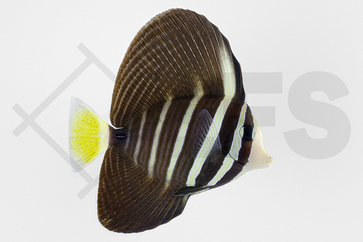 Zebrasoma veliferum - Östlicher Segelflossen Doktorfisch