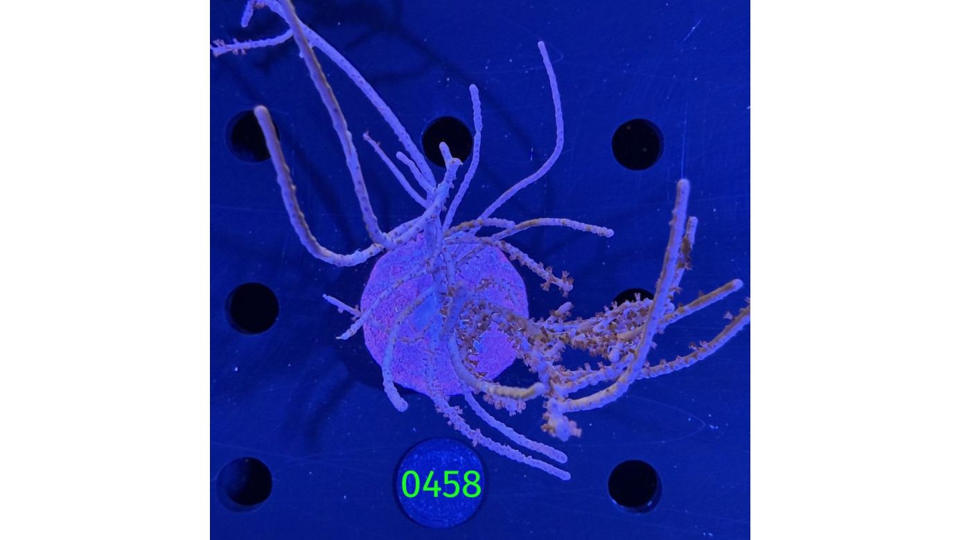 Rumphella sp. - Buschförmige Hornkoralle DNZ 0458