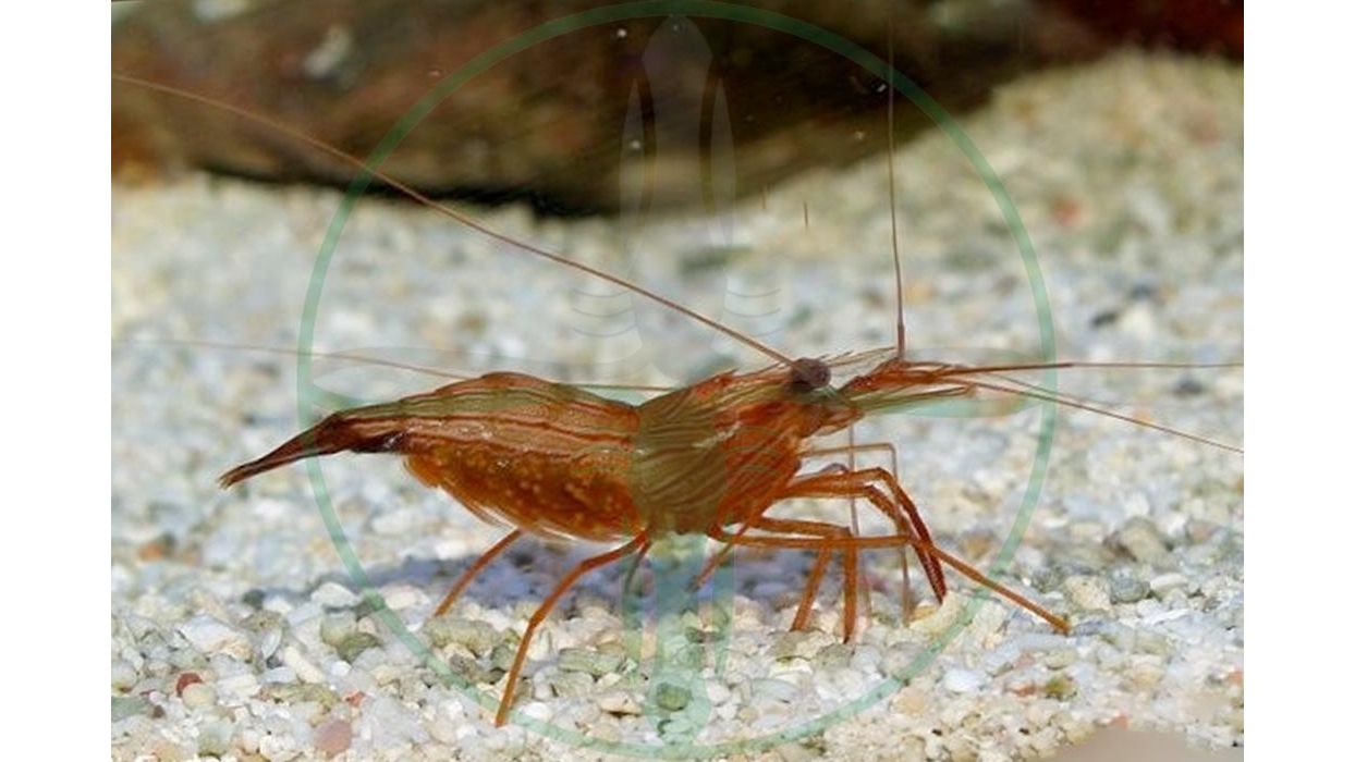 Lysmata wurdemanni / boggessi - Wurdemanns Garnele (Nachzucht)