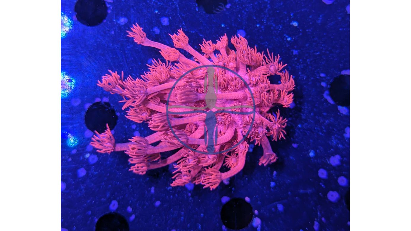 Goniopora Minor - Margeritenkoralle Metallic Rot Deutsche Nachzucht 0001