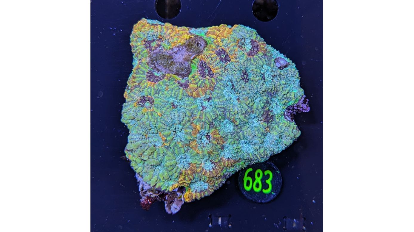 Acantastrea echinata WYSIWYG 0683