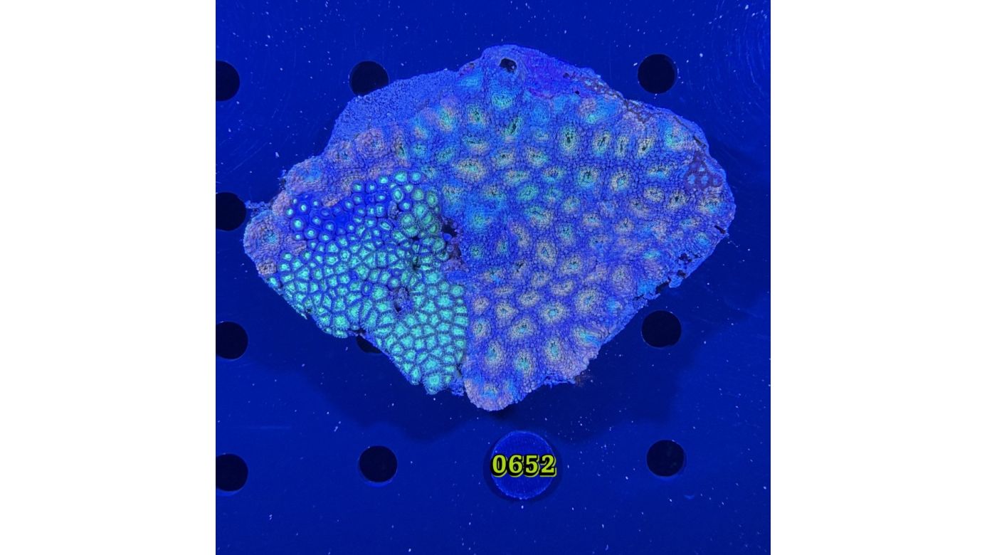 Acanthastrea sp. WYSIWYG 0652