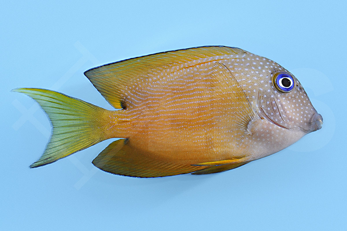 Ctenochaetus binotatus - Blauaugen Borstenzahn Doktorfisch