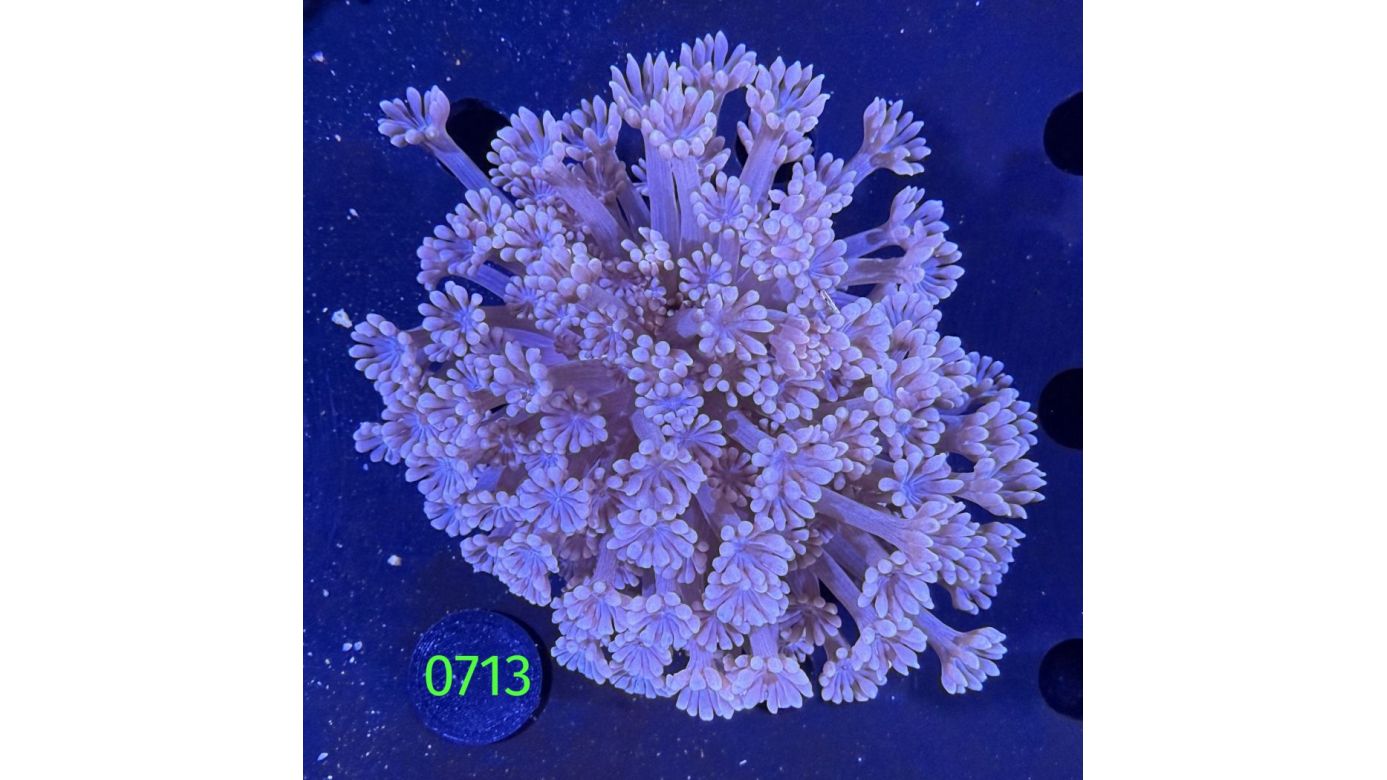 Alveopora sp. WYSIWYG 0713