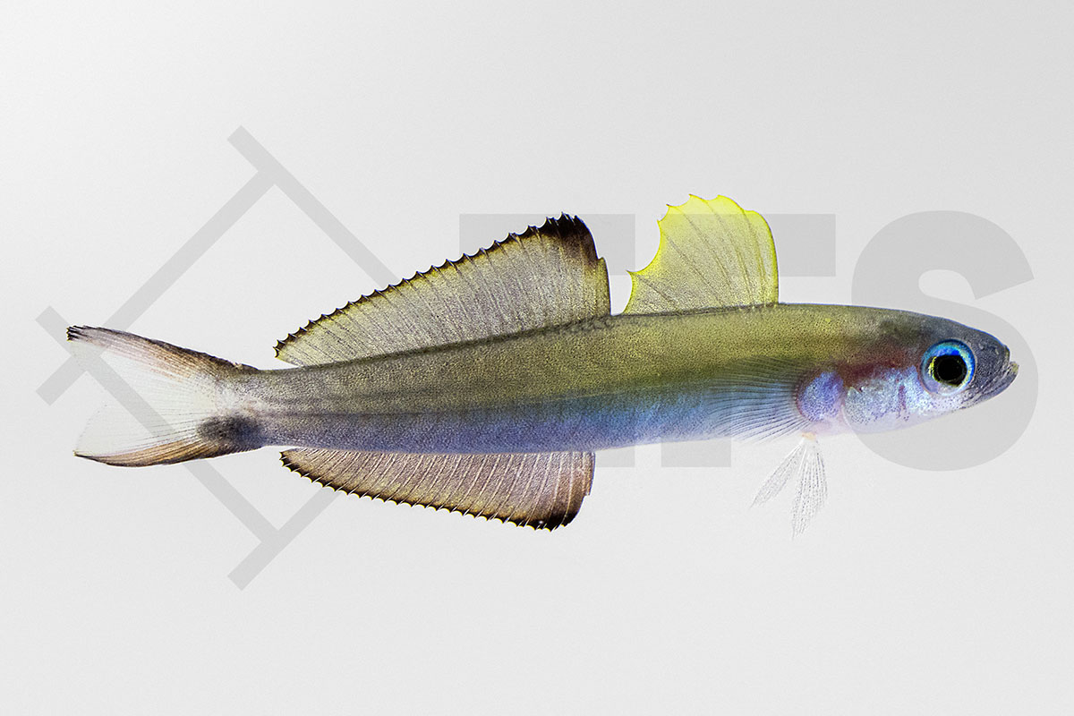 Ptereleotris evides - Scherenschwanz Torpedogrundel