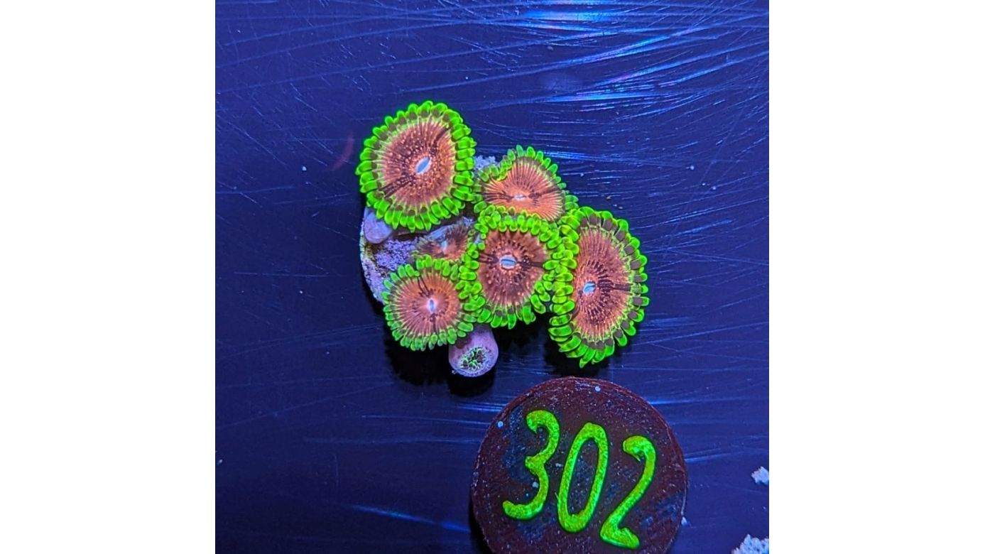 Zoanthus gigantus - Krustenanemone Purple Monster PlanktonPlus Nachzucht 0302