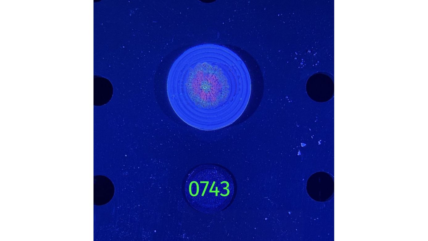 Ricordea sp. WYSIWYG 0743