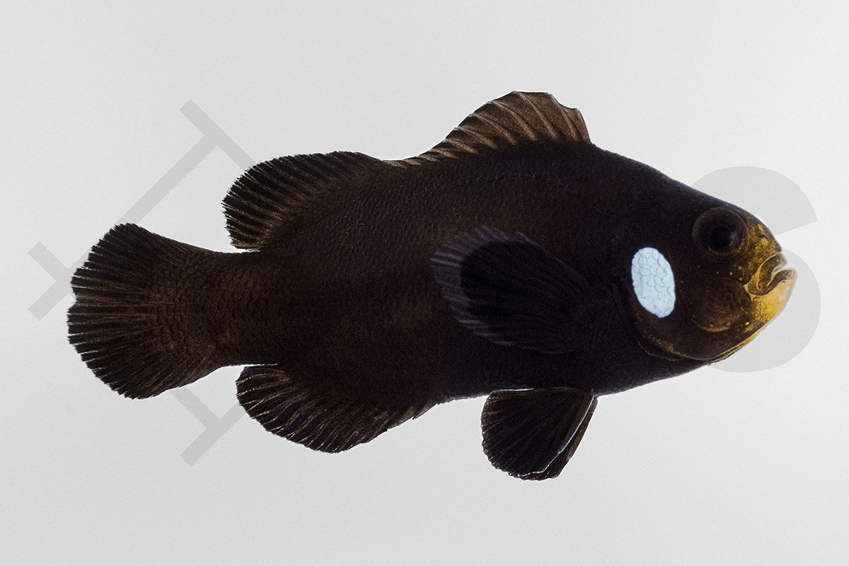 Amphiprion ocellaris - Falscher Clownfisch "Single Dot Domino" NZ