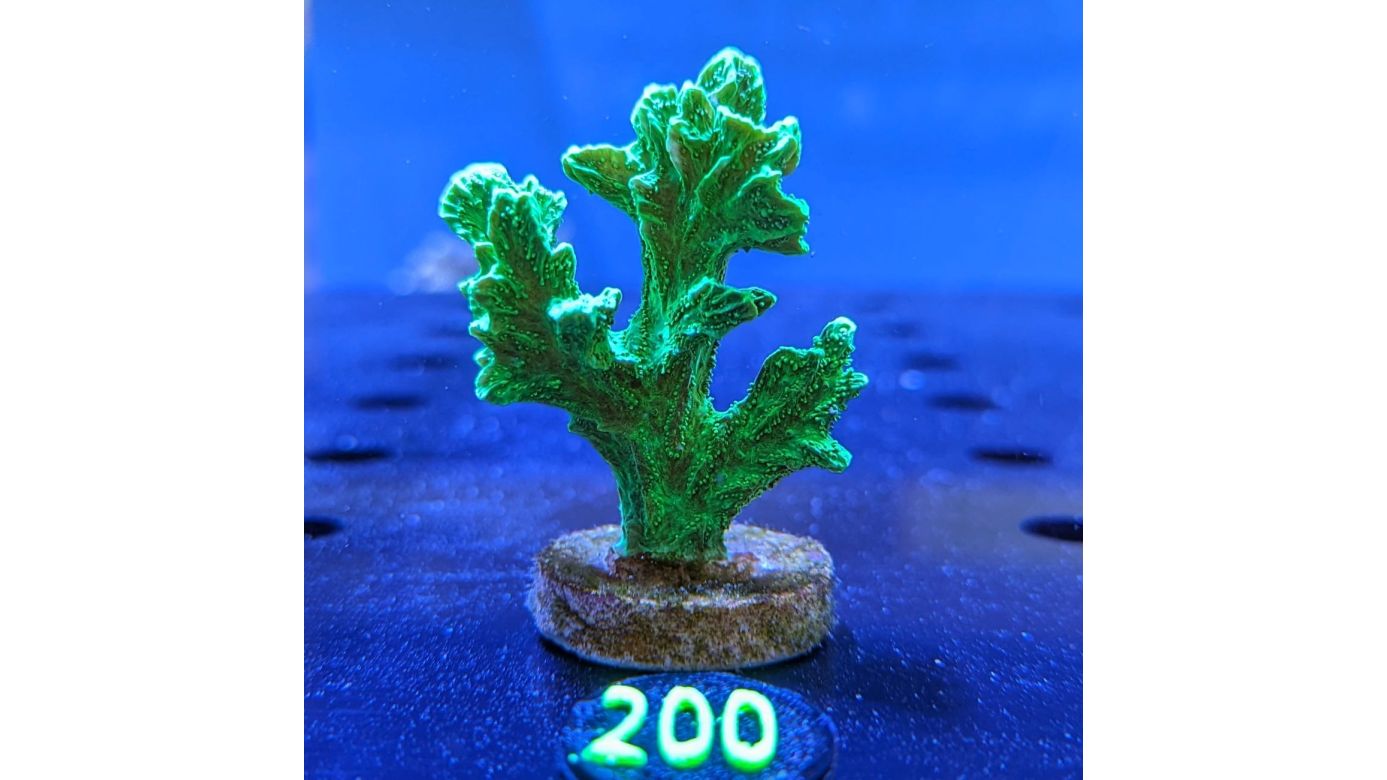 Hydnophora grandis - Großpolypige Steinkoralle Toxisch grün Deutsche Nachzucht 0200