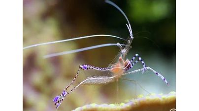 Ancylomenes pedersoni - Pedersons-Putzergarnele