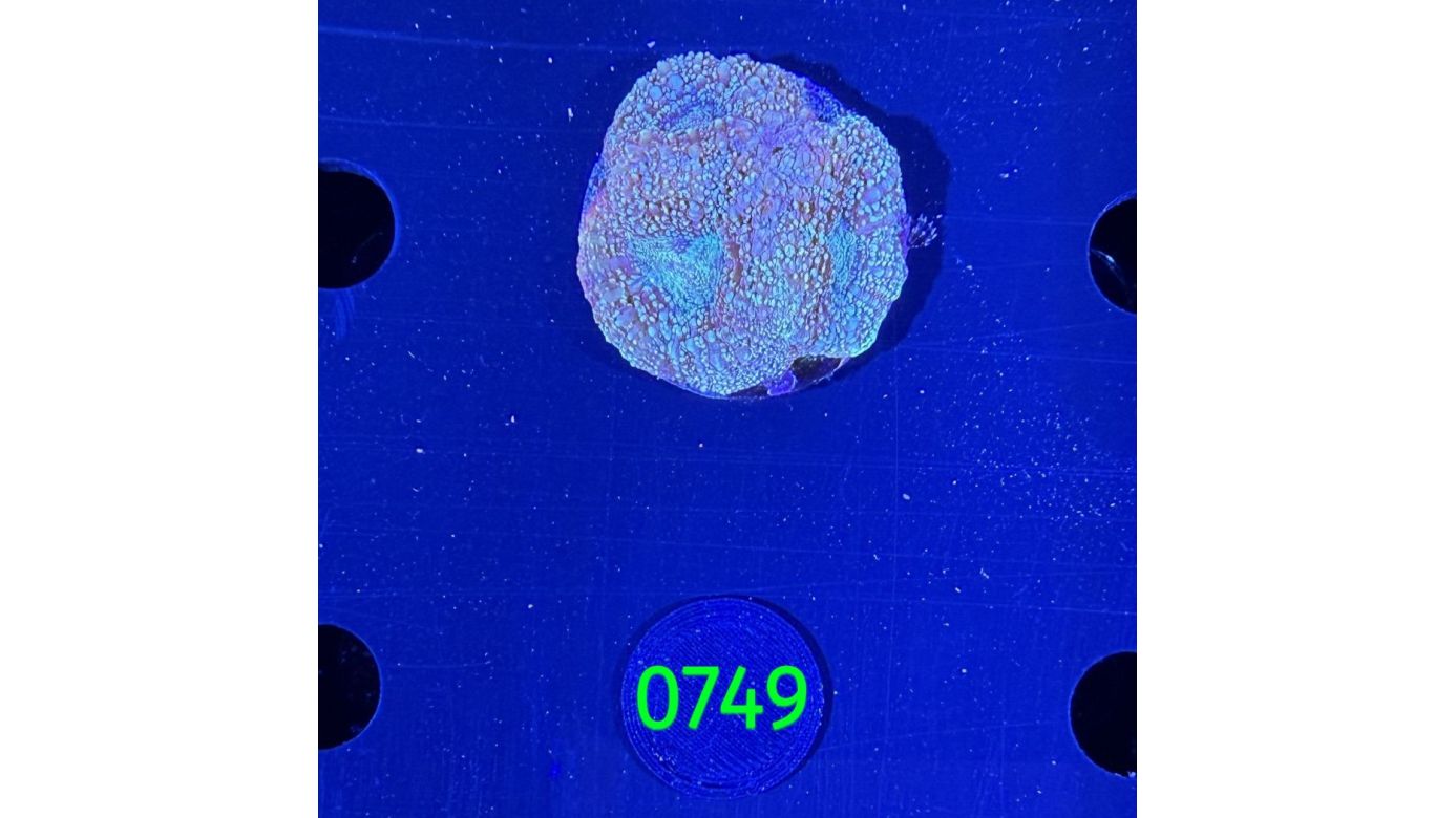 Acanthastrea bowerbanki Aussi WYSIWYG 0749