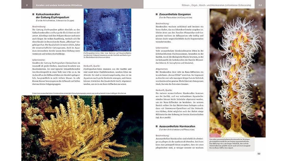 Nano-Riffaquarien Einrichtung, Besatz und Pflege kleiner Riffaquarien von 30 bis 150 L Daniel Knop (gebundenes Buch)
