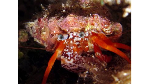 Phimochirus operculatus - Gepunkteter Einsiedlerkrebs