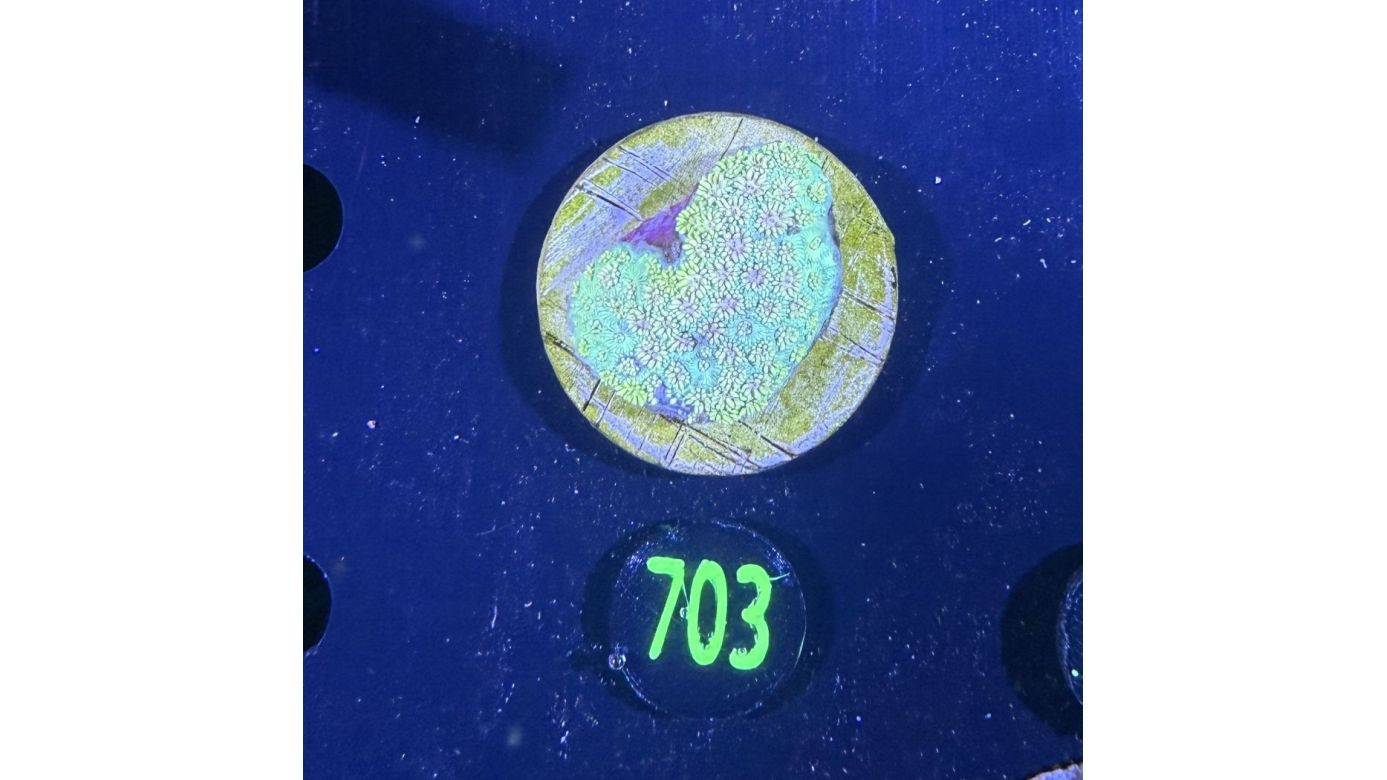 Goniopora sp. WYSIWYG 0703