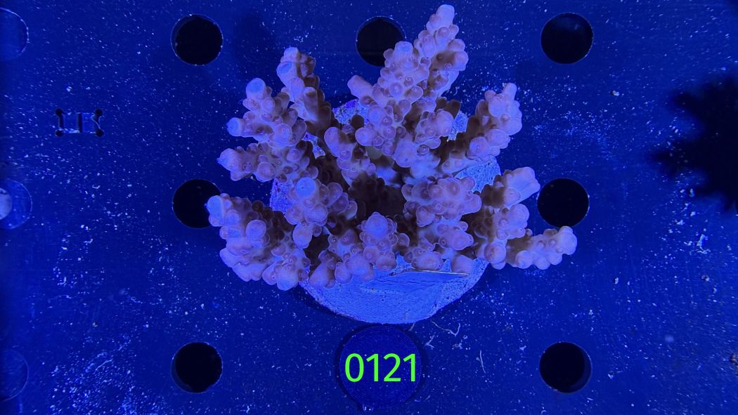 Acropora sp. WYSIWYG 0121
