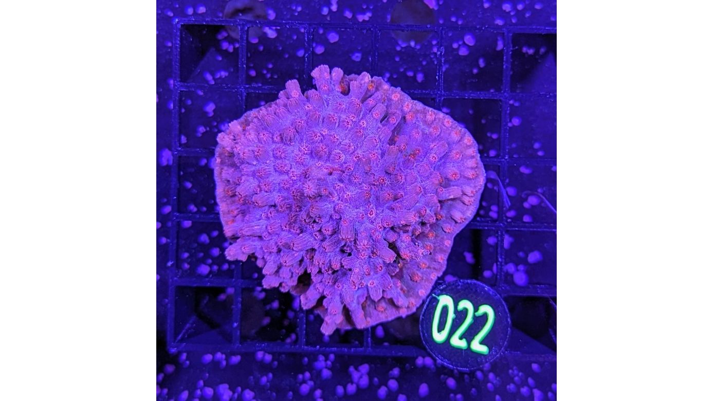 Cyphastrea decadia - Knaufkoralle Rot Deutsche Nachzucht 0022