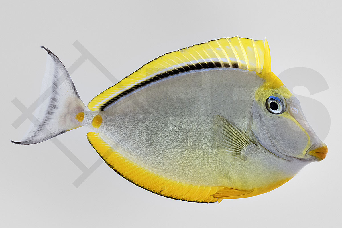 Naso elegans - Indischer Gelbklingen Nasendoktorfisch