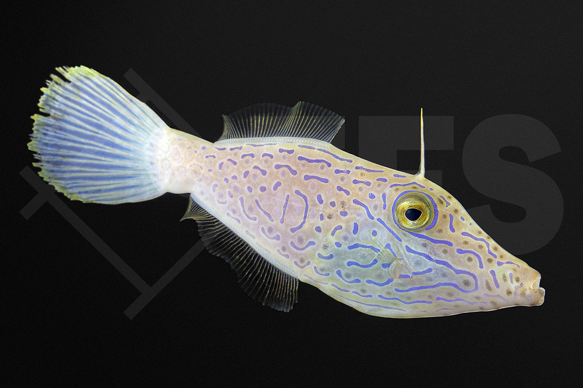 Aluterus scriptus - Schrift-Feilenfisch