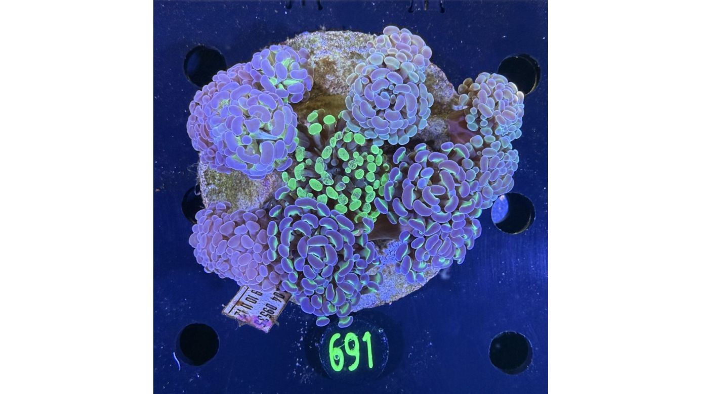 Euphyllia paraancora Kolonie WYSIWYG 0691