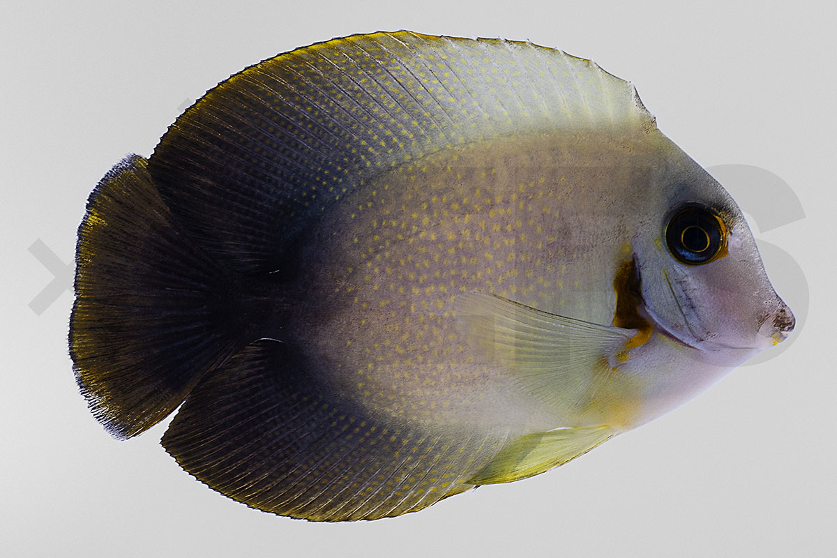 Acanthurus chronixis - Vroliki Mimikrydoktorfisch