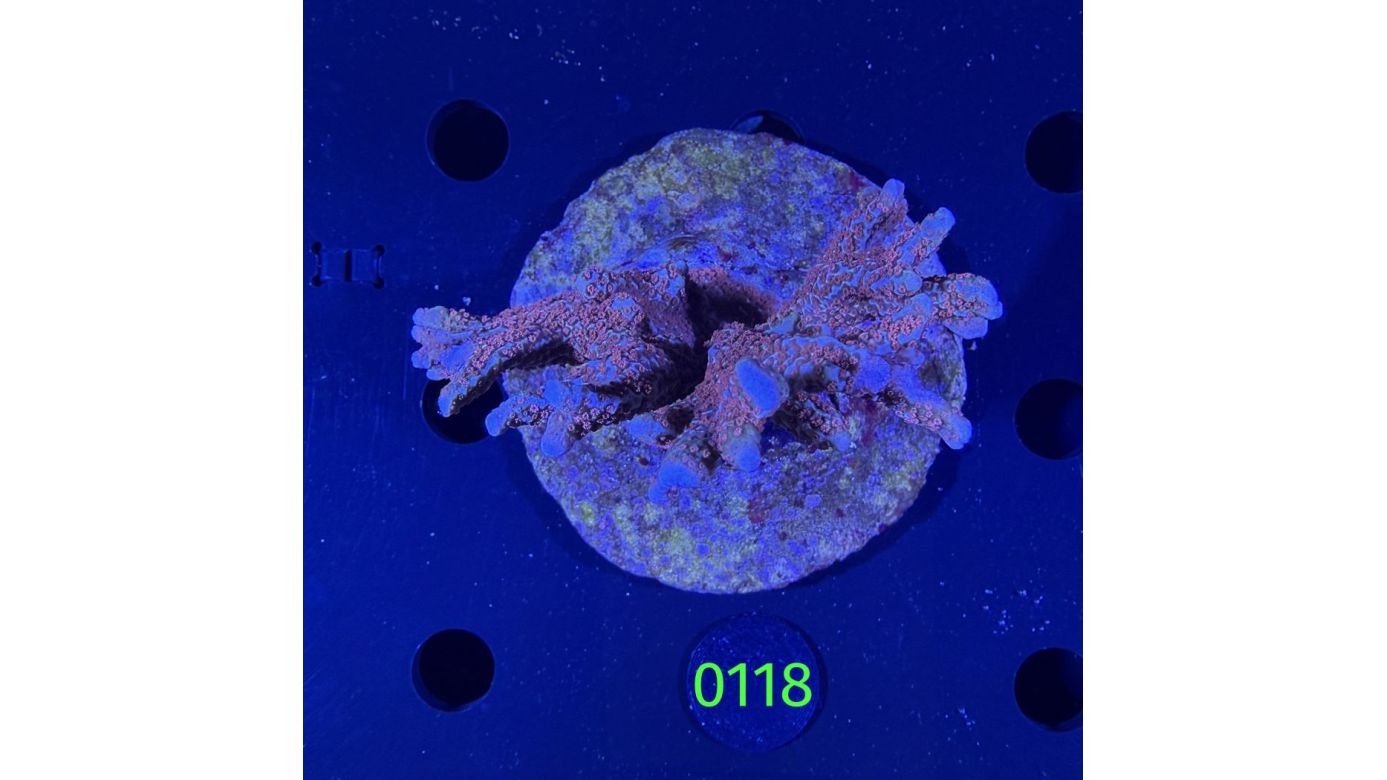 Montipora sp. WYSIWYG 0118