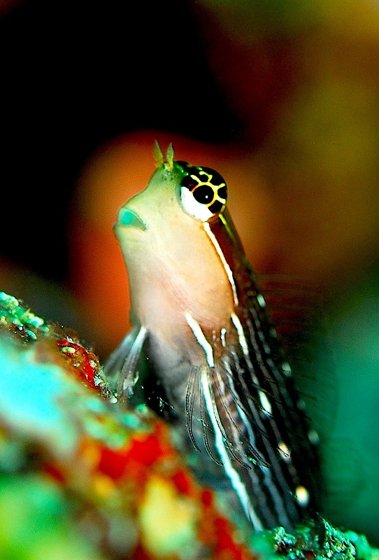 Ecsenius pictus - Nadelstreifen-Kammzähner