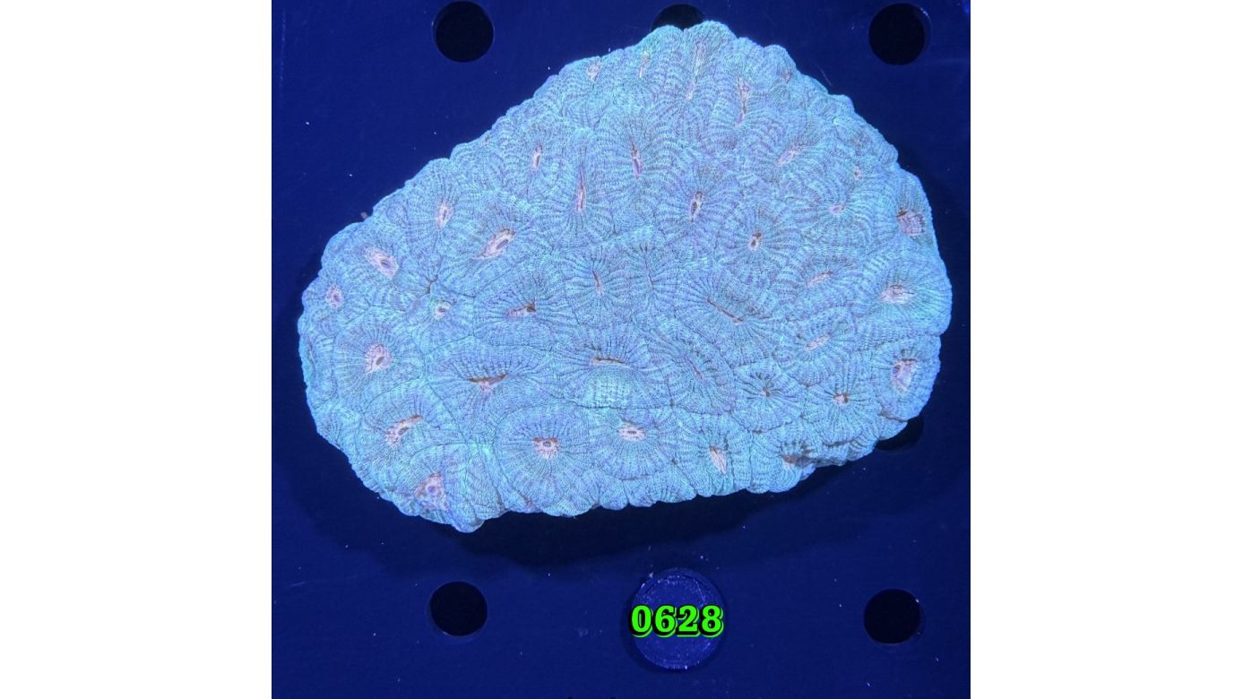 Favia sp. WYSIWYG 0628