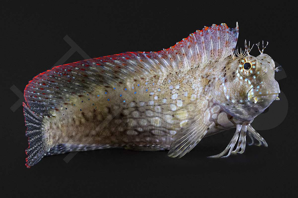 Salarias fasciatus - Juwelen Felshüpfer