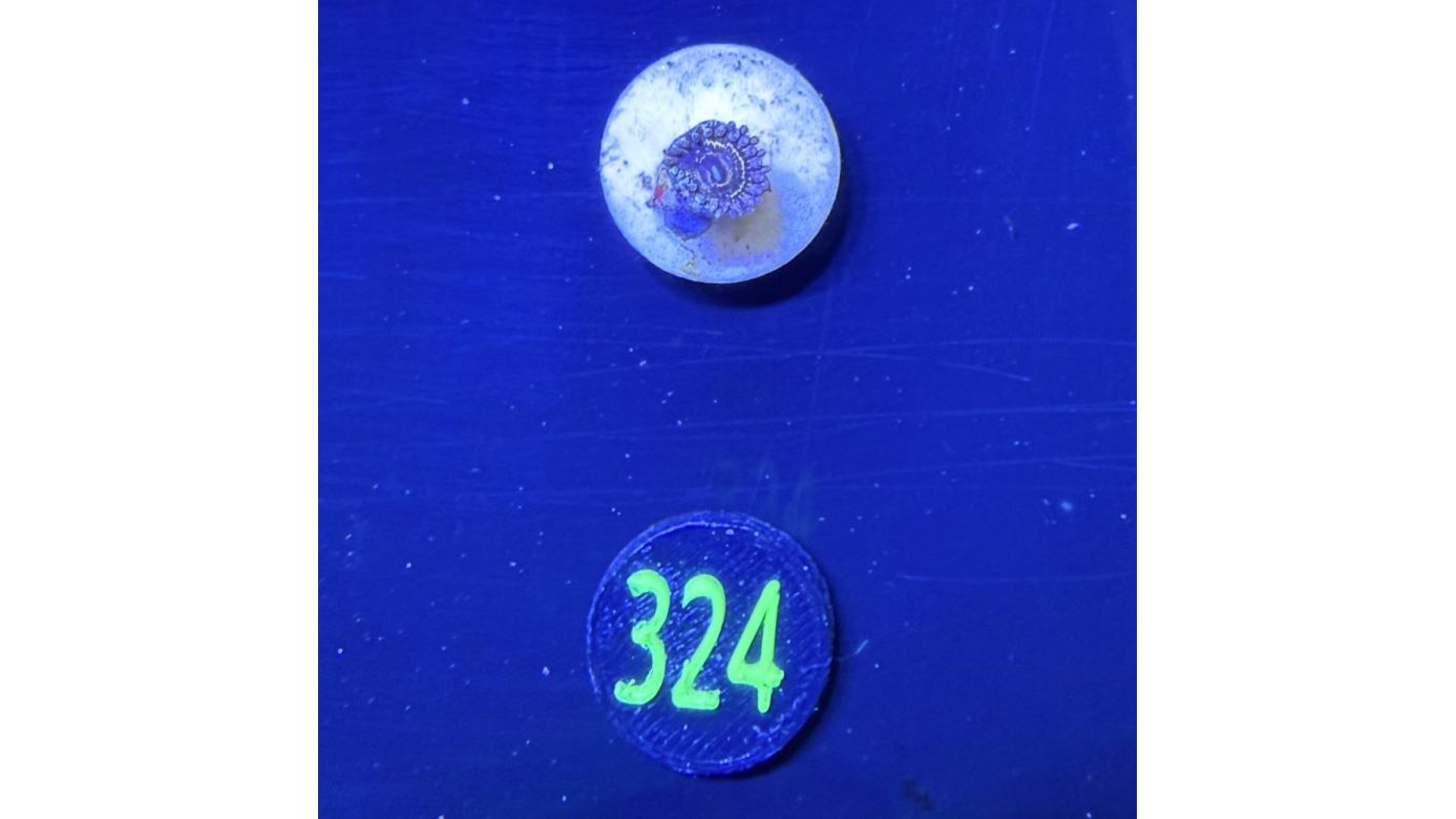 Zoanthus sp. - Krustenanemone "Stratosphere" PlanktonPlus Nachzucht 0324