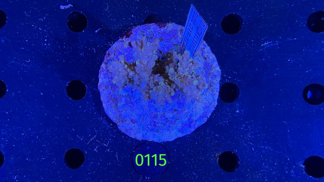Acropora sp. WYSIWYG 0115