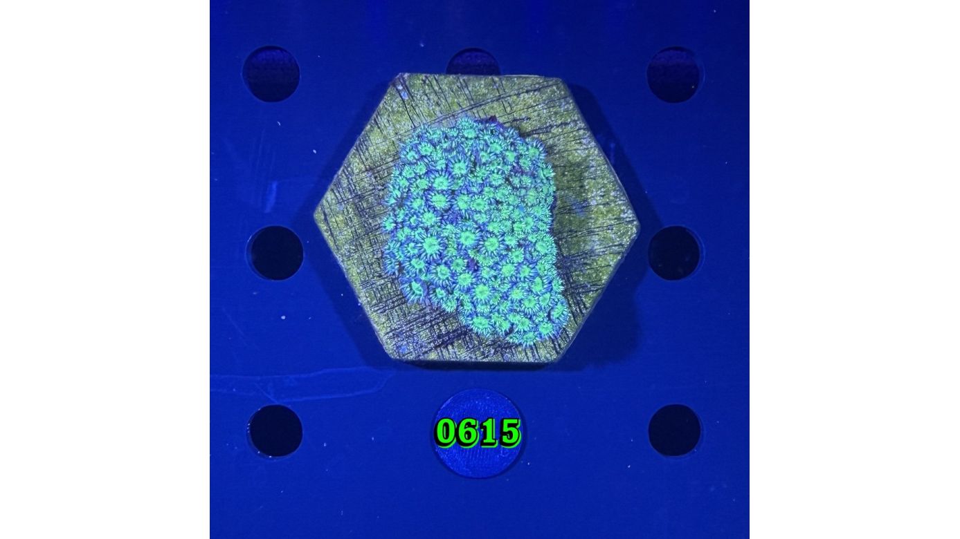 Goniopora sp. WYSIWYG 0615