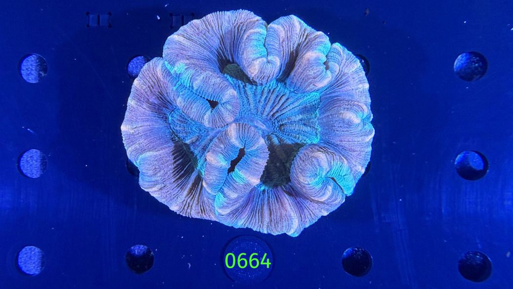 Trachyphyllia geoffroyi WYSIWYG 0664