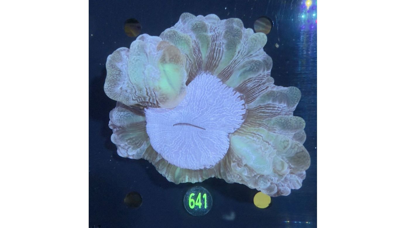 Cynarina lacrymalis WYSIWYG 0641