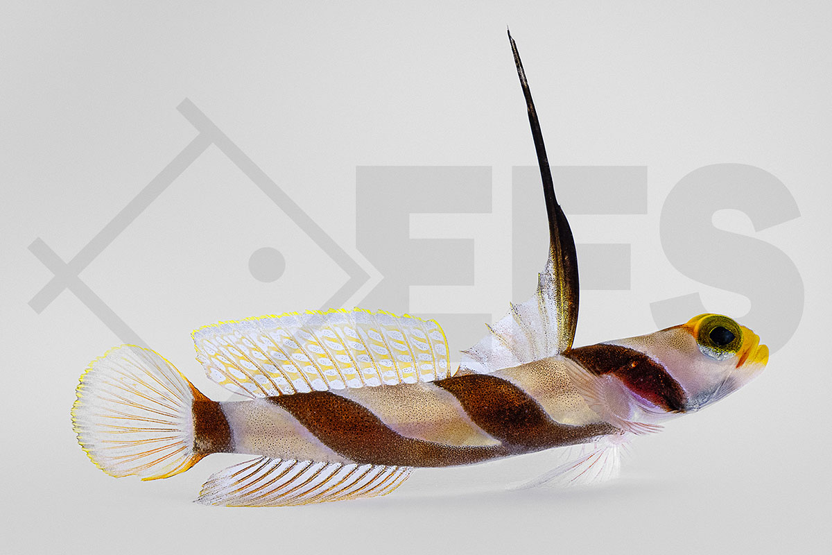 Stonogobiops nematodes - Lanzen-Symbiosegrundel