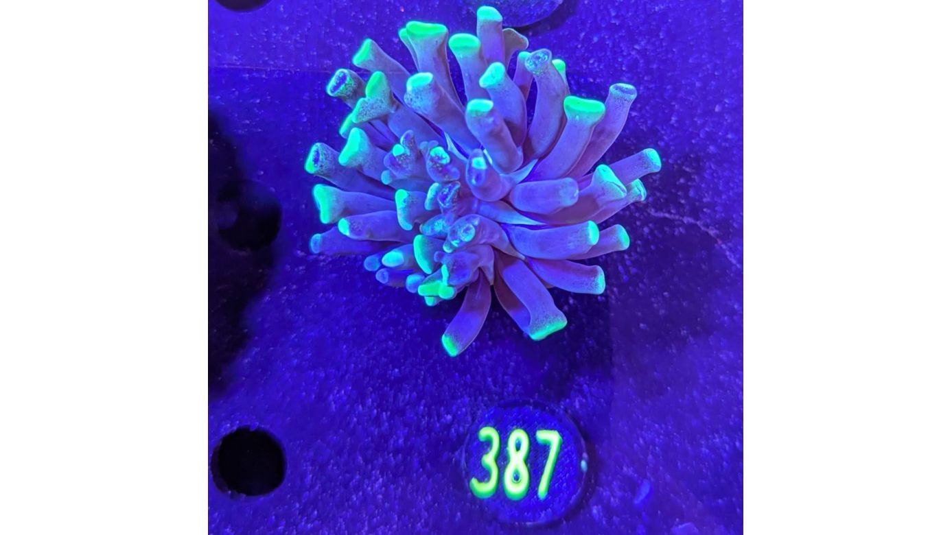 Euphyllia paraancora 1 Kopf "Two Tone" - Deutsche Nachzucht 0387